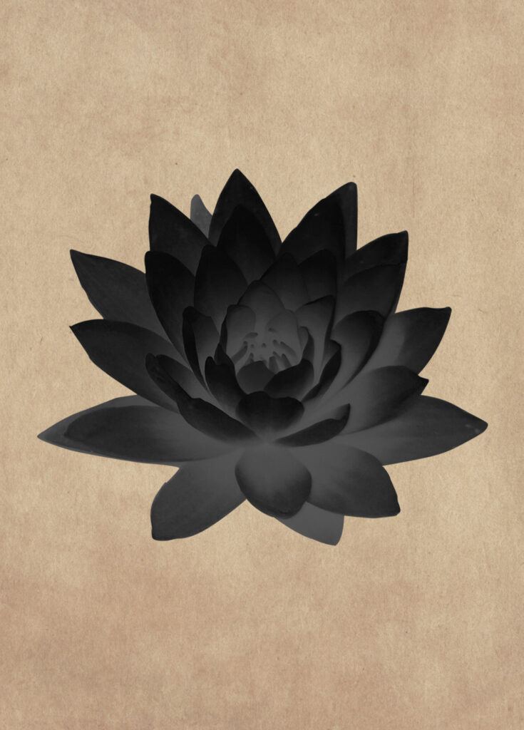 Un lotus noir sur un fond de papier